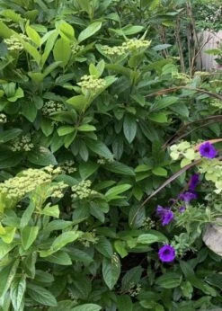 Winterthur Viburnum - 1 Gallon Pot 14 Winterthur Viburnum - 1 Gallon Pot -Best Bush Shop Viburnum Winterthur 9 1