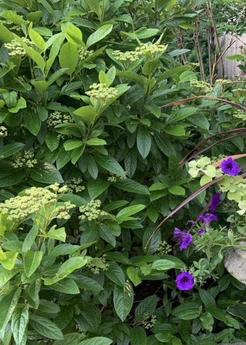 Winterthur Viburnum - 1 Gallon Pot 7 Winterthur Viburnum - 1 Gallon Pot - Image 7