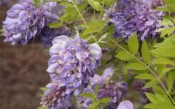 Amethyst Falls Wisteria Vine - 3 Gallon Pot -Best Bush Shop Wisteria Amethyst Falls 50
