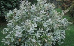 Woodlanders Blue Dusty Zenobia (Honeycup) - 1 Gallon Pot 15 Woodlanders Blue Dusty Zenobia (Honeycup) - 1 Gallon Pot -Best Bush Shop Zenobia Woodlanders Blue 20