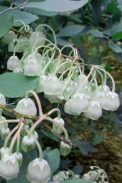 Woodlanders Blue Dusty Zenobia (Honeycup) - 3 Gallon Pot -Best Bush Shop Zenobia Woodlanders Blue 7 1