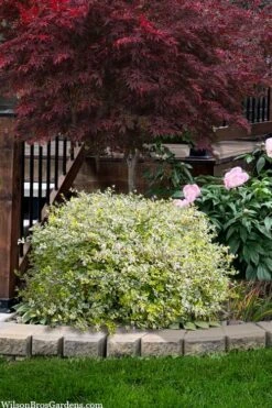 Miss Lemon Dwarf Abelia - 1 Gallon Pot