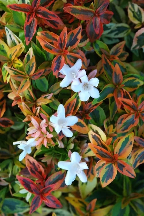 Kaleidoscope Dwarf Abelia - 3 Gallon Pot 1 Kaleidoscope Dwarf Abelia - 3 Gallon Pot