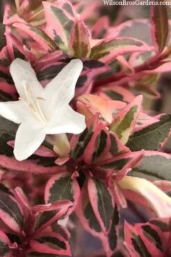 Suntastic Pink Dwarf Abelia - 3 Gallon Pot 14 Suntastic Pink Dwarf Abelia - 3 Gallon Pot -Best Bush Shop abelia suntastic pink 11 1