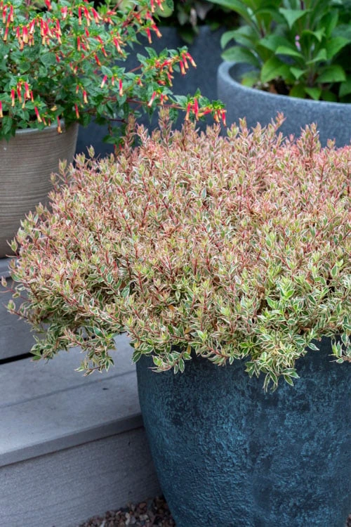 Suntastic Pink Dwarf Abelia - 3 Gallon Pot 5 Suntastic Pink Dwarf Abelia - 3 Gallon Pot - Image 5