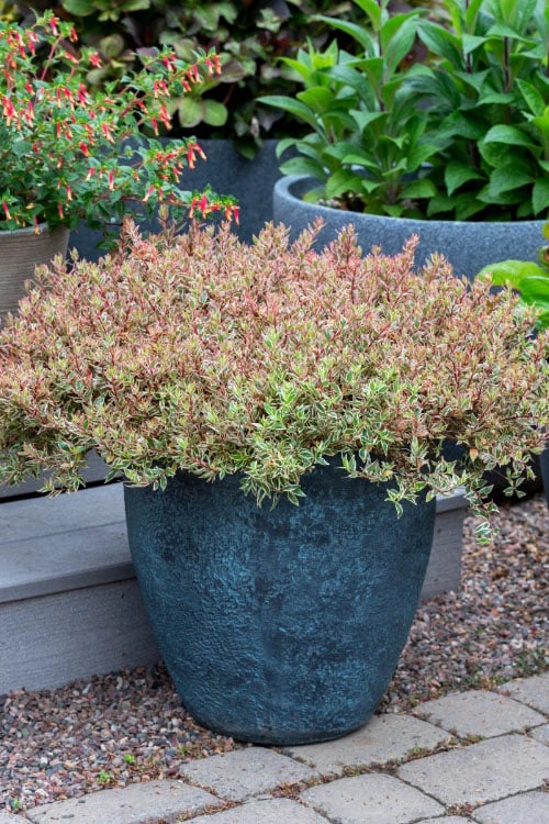 Suntastic Pink Dwarf Abelia - 3 Gallon Pot 8 Suntastic Pink Dwarf Abelia - 3 Gallon Pot - Image 8
