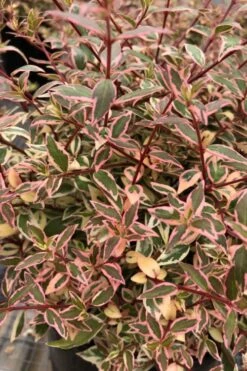 Suntastic Pink Dwarf Abelia - 3 Gallon Pot 13 Suntastic Pink Dwarf Abelia - 3 Gallon Pot -Best Bush Shop abelia suntastic pink 6
