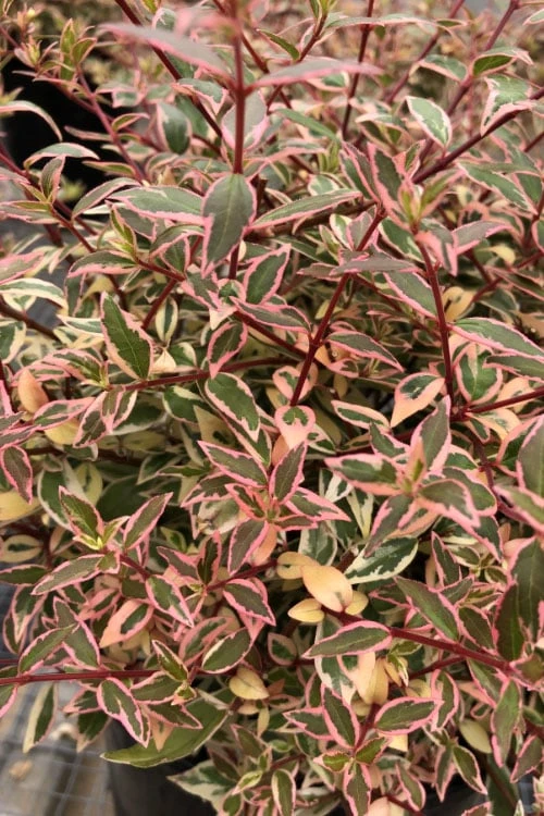 Suntastic Pink Dwarf Abelia - 3 Gallon Pot 6 Suntastic Pink Dwarf Abelia - 3 Gallon Pot - Image 6