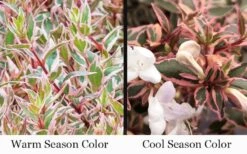Suntastic Pink Dwarf Abelia - 3 Gallon Pot 11 Suntastic Pink Dwarf Abelia - 3 Gallon Pot -Best Bush Shop abelia suntastic pink 9