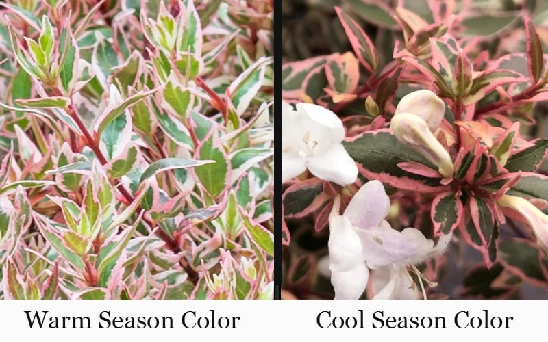 Suntastic Pink Dwarf Abelia - 3 Gallon Pot 4 Suntastic Pink Dwarf Abelia - 3 Gallon Pot - Image 4