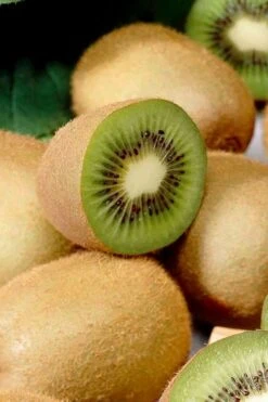 Jenny Self-Fertile Kiwi Vine - Quart Pot 15 Jenny Self-Fertile Kiwi Vine - Quart Pot -Best Bush Shop actinidia deliciosa jenny self fertile kiwi vine 1