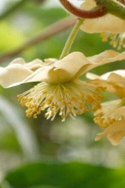 Jenny Self-Fertile Kiwi Vine - Quart Pot 12 Jenny Self-Fertile Kiwi Vine - Quart Pot -Best Bush Shop actinidia deliciosa jenny self fertile kiwi vine 4