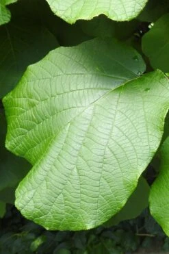 Jenny Self-Fertile Kiwi Vine - Quart Pot 14 Jenny Self-Fertile Kiwi Vine - Quart Pot -Best Bush Shop actinidia deliciosa jenny self fertile kiwi vine 5