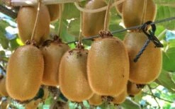 Jenny Self-Fertile Kiwi Vine - Quart Pot 13 Jenny Self-Fertile Kiwi Vine - Quart Pot -Best Bush Shop actinidia deliciosa jenny self fertile kiwi vine 6