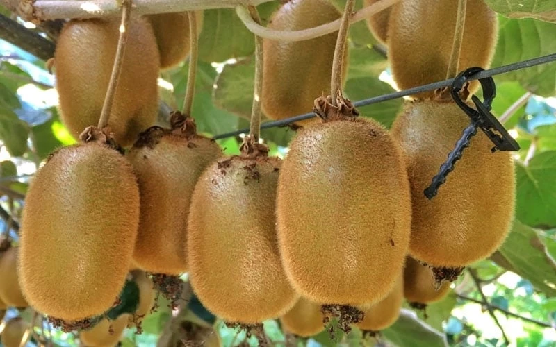 Jenny Self-Fertile Kiwi Vine - Quart Pot 6 Jenny Self-Fertile Kiwi Vine - Quart Pot - Image 6