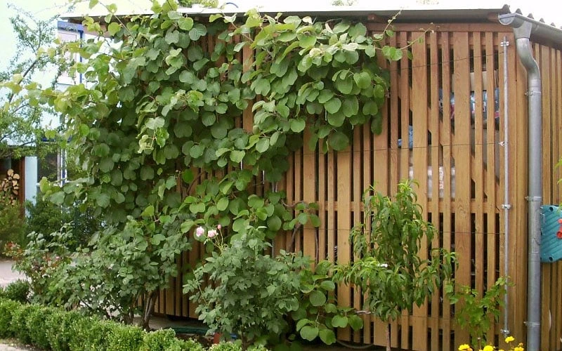 Jenny Self-Fertile Kiwi Vine - Quart Pot 4 Jenny Self-Fertile Kiwi Vine - Quart Pot - Image 4