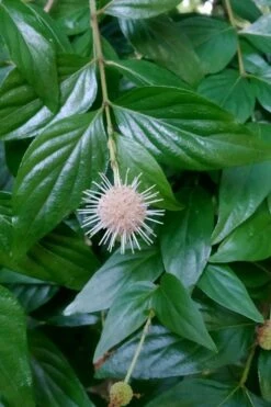 Adina Rubella Buttonbush - 3 Gallon Pot 11 Adina Rubella Buttonbush - 3 Gallon Pot -Best Bush Shop adina rubella chinese buttonbush 2