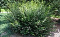 Adina Rubella Buttonbush - 3 Gallon Pot 10 Adina Rubella Buttonbush - 3 Gallon Pot -Best Bush Shop adina rubella chinese buttonbush 3
