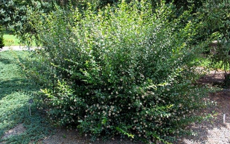 Adina Rubella Buttonbush - 3 Gallon Pot 5 Adina Rubella Buttonbush - 3 Gallon Pot - Image 5