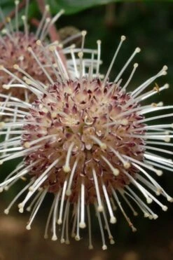 Adina Rubella Buttonbush - 3 Gallon Pot 8 Adina Rubella Buttonbush - 3 Gallon Pot -Best Bush Shop adina rubella chinese buttonbush 4