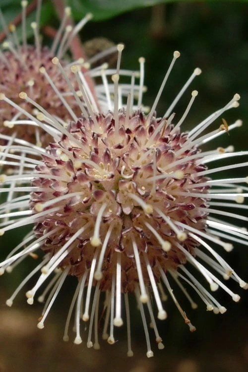 Adina Rubella Buttonbush - 3 Gallon Pot 3 Adina Rubella Buttonbush - 3 Gallon Pot - Image 3