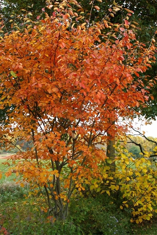 Shadblow Serviceberry Tree (Amelanchier Canadensis) - 5 Gallon Pot 5 Shadblow Serviceberry Tree (Amelanchier Canadensis) - 5 Gallon Pot - Image 5