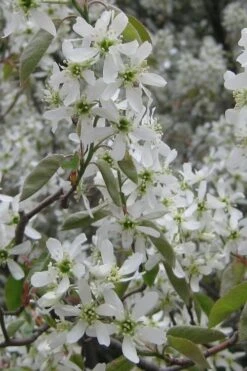 Shadblow Serviceberry Tree (Amelanchier Canadensis) - 5 Gallon Pot 14 Shadblow Serviceberry Tree (Amelanchier Canadensis) - 5 Gallon Pot -Best Bush Shop amelanchier arborea shadblow serviceberry flowers 4