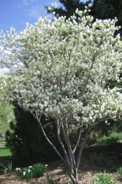 Shadblow Serviceberry Tree (Amelanchier Canadensis) - 5 Gallon Pot 12 Shadblow Serviceberry Tree (Amelanchier Canadensis) - 5 Gallon Pot -Best Bush Shop amelanchier arborea shadblow serviceberry tree 2