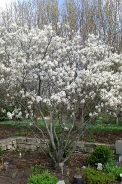 Shadblow Serviceberry Tree (Amelanchier Canadensis) - 5 Gallon Pot 17 Shadblow Serviceberry Tree (Amelanchier Canadensis) - 5 Gallon Pot -Best Bush Shop amelanchier arborea shadblow serviceberry tree 3