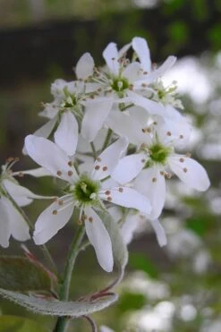 Autumn Brilliance Serviceberry Tree - 1 Gallon Pot -Best Bush Shop amelanchier grandiflora autumn brilliance serviceberry 1