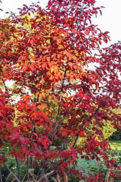 Autumn Brilliance Serviceberry Tree - 1 Gallon Pot -Best Bush Shop amelanchier grandiflora autumn brilliance serviceberry 3