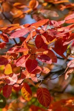 Autumn Brilliance Serviceberry Tree - 1 Gallon Pot -Best Bush Shop amelanchier grandiflora autumn brilliance serviceberry 9