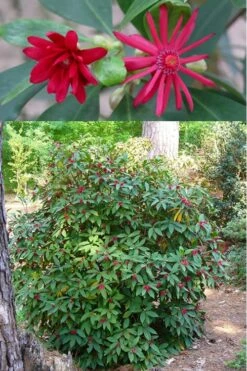 Florida Anise - Illicium Floridanum - 1 Gallon Pot -Best Bush Shop anise florida illicium floridanum 500x750 1