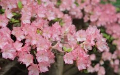 Amy Azalea - 3 Gallon Pot 8 Amy Azalea - 3 Gallon Pot -Best Bush Shop azalea amy 8