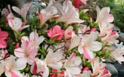 Astronaut Azalea - 3 Gallon Pot -Best Bush Shop azalea astronaut 3
