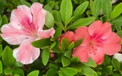 Lady Cavendish Azalea - 3 Gallon Pot 9 Lady Cavendish Azalea - 3 Gallon Pot -Best Bush Shop azalea cavendish 2