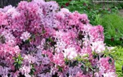 Northlake Beauty Azalea - 1 Gallon Pot -Best Bush Shop azalea northlake beauty 13