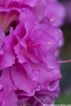 Perfecto Mundo Double Purple Reblooming Azalea - 3 Gallon Pot 10 Perfecto Mundo Double Purple Reblooming Azalea - 3 Gallon Pot -Best Bush Shop azalea perfecto mondo double20purple 1 1