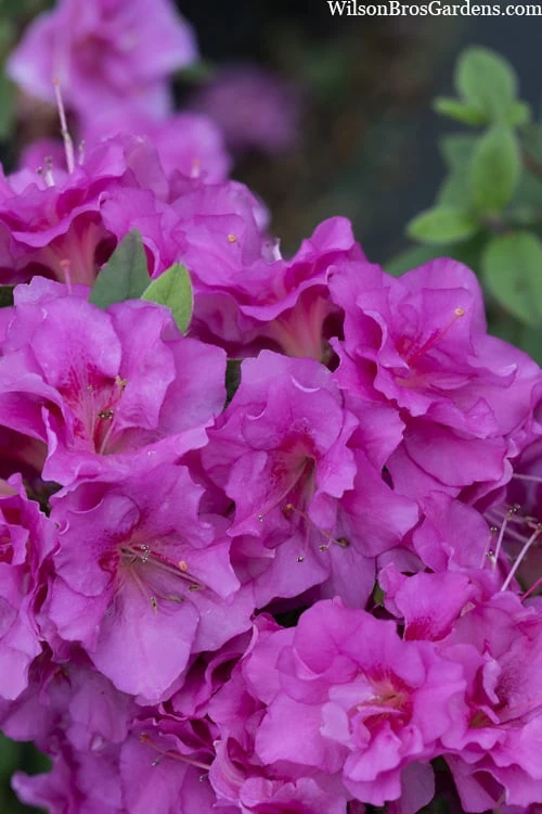 Perfecto Mundo Double Purple Reblooming Azalea - 1 Gallon Pot 6 Perfecto Mundo Double Purple Reblooming Azalea - 1 Gallon Pot - Image 6