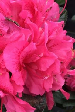 Perfecto Mundo Double Dark Pink Reblooming Azalea - 3 Gallon Pot 7 Perfecto Mundo Double Dark Pink Reblooming Azalea - 3 Gallon Pot -Best Bush Shop azalea perfecto mundo double dark pink 1