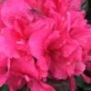 Perfecto Mundo Double Dark Pink Reblooming Azalea - 3 Gallon Pot