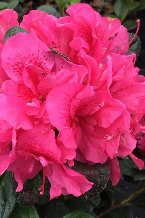 Perfecto Mundo Double Dark Pink Reblooming Azalea - 3 Gallon Pot 1 Perfecto Mundo Double Dark Pink Reblooming Azalea - 3 Gallon Pot