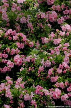 Perfecto Mundo Double Pink Reblooming Azalea - 2 Gallon Pot 10 Perfecto Mundo Double Pink Reblooming Azalea - 2 Gallon Pot -Best Bush Shop azalea perfecto mundo double pink 1