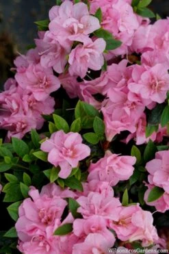 Perfecto Mundo Double Pink Reblooming Azalea - 2 Gallon Pot 11 Perfecto Mundo Double Pink Reblooming Azalea - 2 Gallon Pot -Best Bush Shop azalea perfecto mundo double pink 2