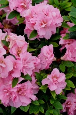 Perfecto Mundo Double Pink Reblooming Azalea - 2 Gallon Pot 9 Perfecto Mundo Double Pink Reblooming Azalea - 2 Gallon Pot -Best Bush Shop azalea perfecto mundo double pink 4