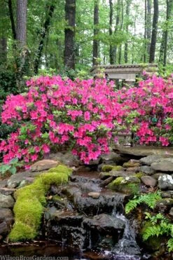 Pink Formosa Azalea - 1 Gallon Pot -Best Bush Shop azalea pink formosa 2