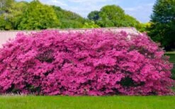 Pink Formosa Azalea - 1 Gallon Pot -Best Bush Shop azalea pink formosa 4