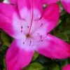 Vibrant Azalea (Harris Hybrid) - 6 Pack Of 1 Gallon Pots