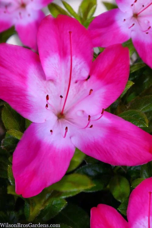Vibrant Azalea (Harris Hybrid) - 6 Pack Of 1 Gallon Pots 1 Vibrant Azalea (Harris Hybrid) - 6 Pack Of 1 Gallon Pots