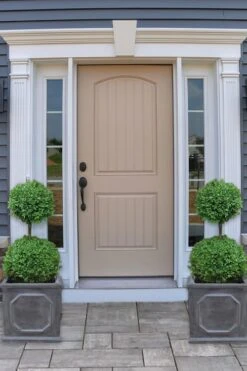 Common Boxwood 2-Ball Poodle Tier Topiary (Buxus Sempervirens) - 3 Gallon Pot (Short) 7 Common Boxwood 2-Ball Poodle Tier Topiary (Buxus Sempervirens) - 3 Gallon Pot (Short) -Best Bush Shop boxwood two ball poodle tier 2